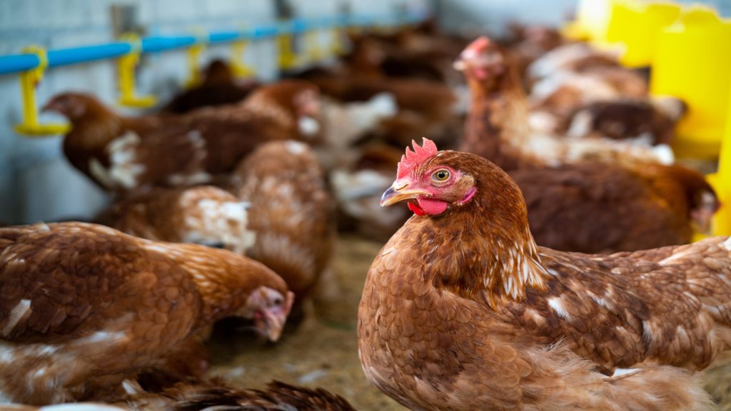 How to Start Kienyeji Chicken Farming in Kenya