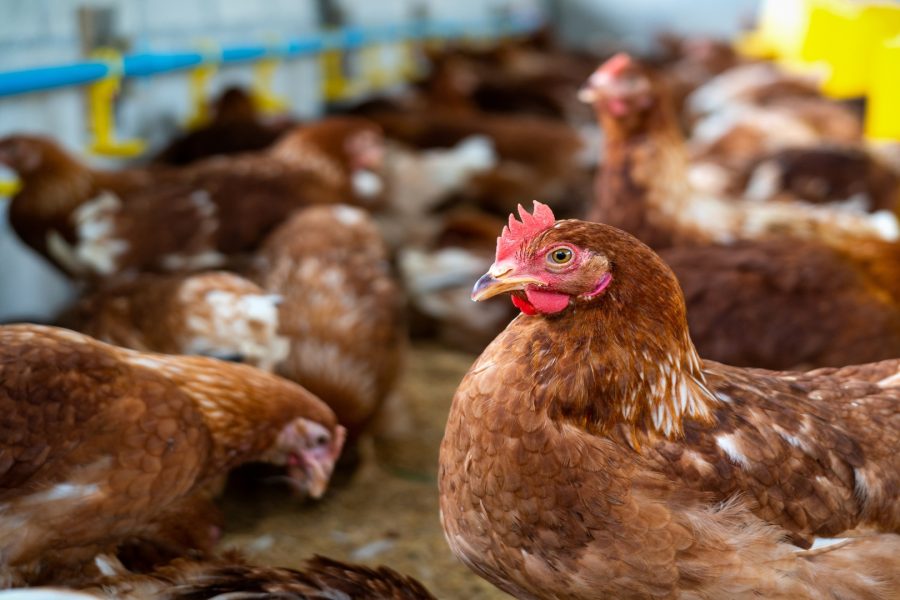How to Start Kienyeji Chicken Farming in Kenya